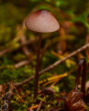 Mycena purpureofusca