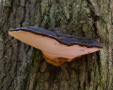 Ganoderma applanatum