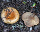 Lactarius rubrilacteus
