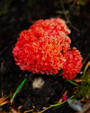 Edible Northwest Fungi
