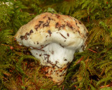 Catathelasma imperiale