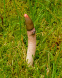 Mutinus caninus