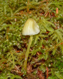 Mycena epipterygia