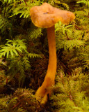 Laccaria laccata