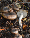 Myxomphalia maura