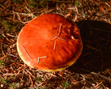 Suillus clintonianus