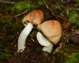 Cortinarius caperatus