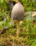 Coprinopsis atramentaria