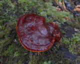 Ganoderma oregonense