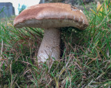 Leccinum scabrum 