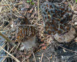 Morchella snyderi