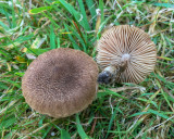 Entoloma sericeum