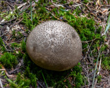 Lycoperdon subcretaceum