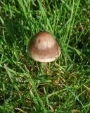 Panaeolina foenisecii