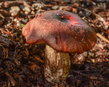 Leccinum manzanitae