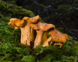 Cantharellus formosus