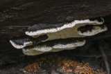 Heterobasidion occidentale