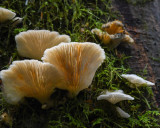 Pleurotus pulmonarius