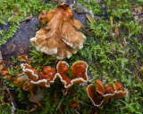 Pacific NW Fungi A to Z