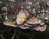 Trichaptum biforme