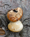 Cryptoporus volvatus