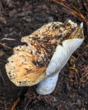 Russula brevipes