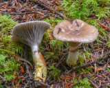 Gomphidius glutinosus
