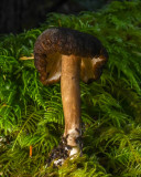 Lactarius fallax