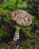 Amanita augusta