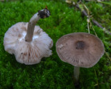 Pluteus Exilis
