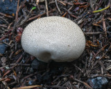 Lycoperdon perlatum