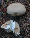 Lycoperdon perlatum
