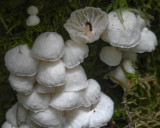 Tetrapyrgos candida