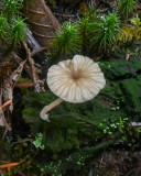 Lichenomphalia umbellifera
