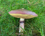 suillus luteus