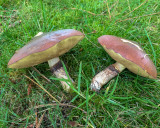 Suillus luteus