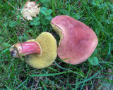 Xerocomellus salicicola
