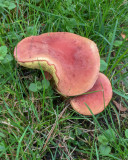 Xerocomellus salicicola