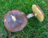 Suillus luteus