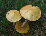 Suillus sibericus