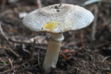 Agaricus deardorffensis