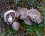 Agaricus micromegethus