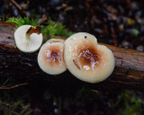 pholiota decorata