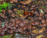 Gymnopus villosipes