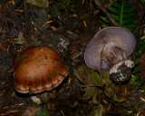 Cortinarius glaucopus