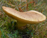 Suillus caerulescens