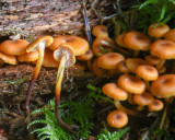 Flammulina populicola