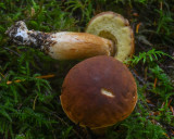 Boletus fibrillosus