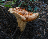 Turbinellus floccosus