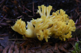 Ramaria cystidiophora